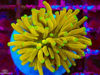 https://www.boutique-nosybe.com/8178-thickbox_default/euphyllia-cristata-area-51.jpg