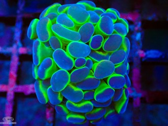https://www.boutique-nosybe.com/8179-thickbox_default/euphyllia-paraancora-hologram.jpg