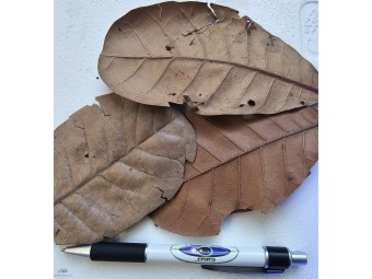 https://www.boutique-nosybe.com/8183-thickbox_default/anacardium.jpg