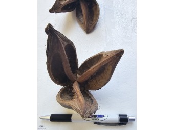 https://www.boutique-nosybe.com/8184-thickbox_default/sororoca.jpg