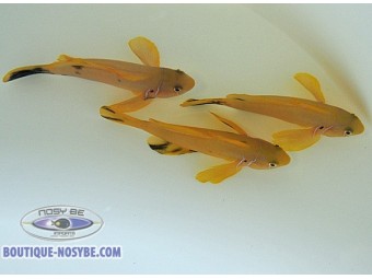 https://www.boutique-nosybe.com/8186-thickbox_default/gobiodon-citrinus.jpg