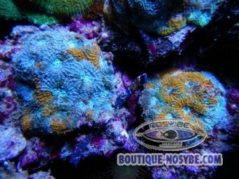 https://www.boutique-nosybe.com/819-thickbox_default/acanthastrea-sp-bleu-et-orange.jpg