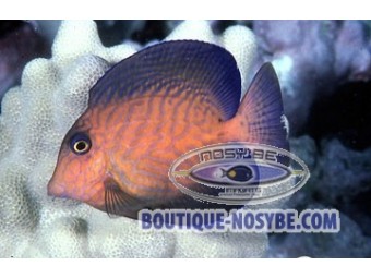 https://www.boutique-nosybe.com/844-thickbox_default/ctenochaetus-hawaiiensis.jpg