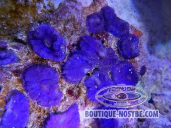 https://www.boutique-nosybe.com/937-thickbox_default/rhodactis-sp-violet-tonga.jpg