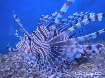 https://www.boutique-nosybe.com/96-thickbox_default/pterois-antennata.jpg