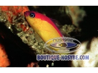https://www.boutique-nosybe.com/99-thickbox_default/pseudochromis-diadema.jpg