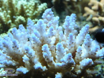 https://www.boutique-nosybe.com/990-thickbox_default/acropora-selago.jpg