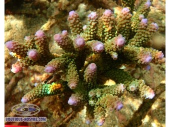 https://www.boutique-nosybe.com/992-thickbox_default/acropora-formosa.jpg