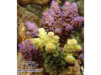 https://www.boutique-nosybe.com/993-thickbox_default/acropora-prostrata.jpg