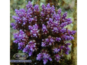 https://www.boutique-nosybe.com/997-thickbox_default/acropora-nana.jpg